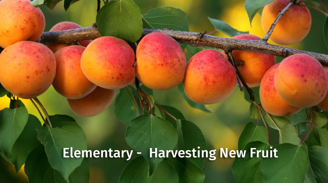 harvest new fruit