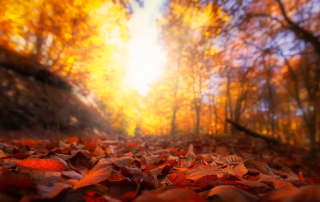 Fall Background